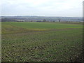 Crop field, Nether Handley in S21 4EJ