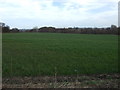 Crop field off Hall Lane in S43 2NL