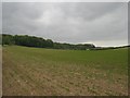 Long Plantation between Burnham Market and Docking in Burnham Market & Docking Ward