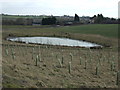 Pond near Blue Lodge Farm in S44 5ED