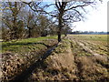 Looking south on eastern edge of swampy field in RG27 0HE