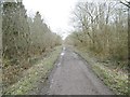 Clanger Wood, forestry road in BA14 6AG