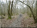 Clanger Wood, path in BA14 6AG