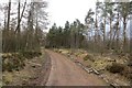 Logging road, Devilla Forest in FK10 4AT