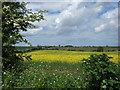 Norfolk countryside in spring. in Walsingham