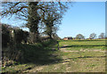 Footpath to South Walsham in NR13 6EG