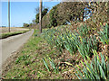 Daffodils beside Flowerdew Lane in NR13 6EN