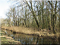 Alder carr in Upton Fen in NR13 6EW