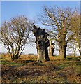 Oaks and elders, near Holly Lodge paddock in TW10 6LF