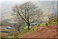Trees on slope at Nant Peris in LL55 4UE