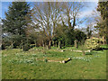 Snowdrops in St Andrew's cemetery in CB6 2NW