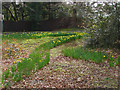 Daffodils, Broadwater Park in GU7 3DH