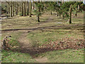 Woodland, Broadwater Park in GU7 3DH