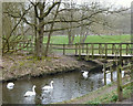Swans on Pennington Brook in WN7 3NX