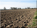 Fields beside Holly Lane in NR13 4BY