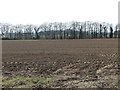 Drilled field beside Woodbastwick Road in NR13 6JE