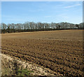 Drilled field with a windbreak of trees in NR13 6JE
