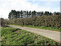Hedge beside Woodbastwick Road in NR13 6JE