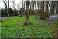 Crocus display at Cale Green in SK3 8QZ