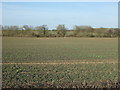 Crop field off the A57 in S26 1DJ