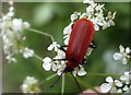 Cardinal beetle (Pyrochroa coccinea) in Hankelow