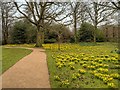 Daffodils at Dunham Massey in WA14 4TR