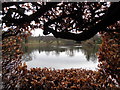 Forde Abbey: looking out of the beech house in TA20 4LP