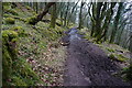 Muddy path in North Wood in PL7 5HG