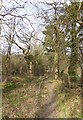 Footpath towards Hook Wood in KT11 1NL