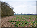 Field by Ganderdown Copse in RG23 7LT