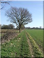 Blue Green And Tree in Wenhaston with Mells Hamlet