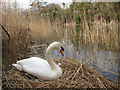 Nesting swan by Royal Military Canal in CT21 4PJ