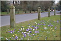 Roadside crocuses on How Lane in CR5 3NS