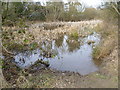 Pond on Bell Common, Epping in CM16 5EU
