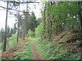 Offa's Dyke Path through Granner Wood in LD8 2SG