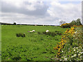 Livestock field at Garrett Lee Farm in NE65 8RJ
