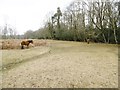 Fair Cross, New Forest ponies in SO43 7BU