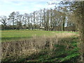 Trees And Meadow in Blyford