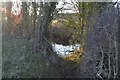 Wooded pond in NR20 3PG