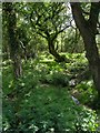 Stream and woodland, Badminston Common in SO45 1BX