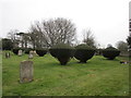 Clipped yews, Westbourne cemetery in PO10 8UU
