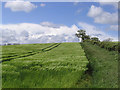 Barley field in NE66 4JA