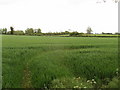Wheat field opposite Jericho Farm, north of Winslow in MK18 3LX