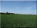 View across fields near Little Thetford in CB6 3JE