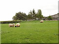 Sheep on pasture at Hoggeston in MK18 3LQ