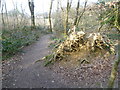 Path in Great Britain's Wood in TN14 6HP
