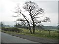 Twin trees, Denton Road, Bore Hill in LS29 0HP