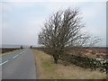 Windswept bush, Askwith Moor in LS21 2NH