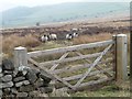 Sheep grazing on Askwith Moor in LS21 2NH