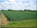 wheat field and field boundary - towards Astwood in MK16 9JS